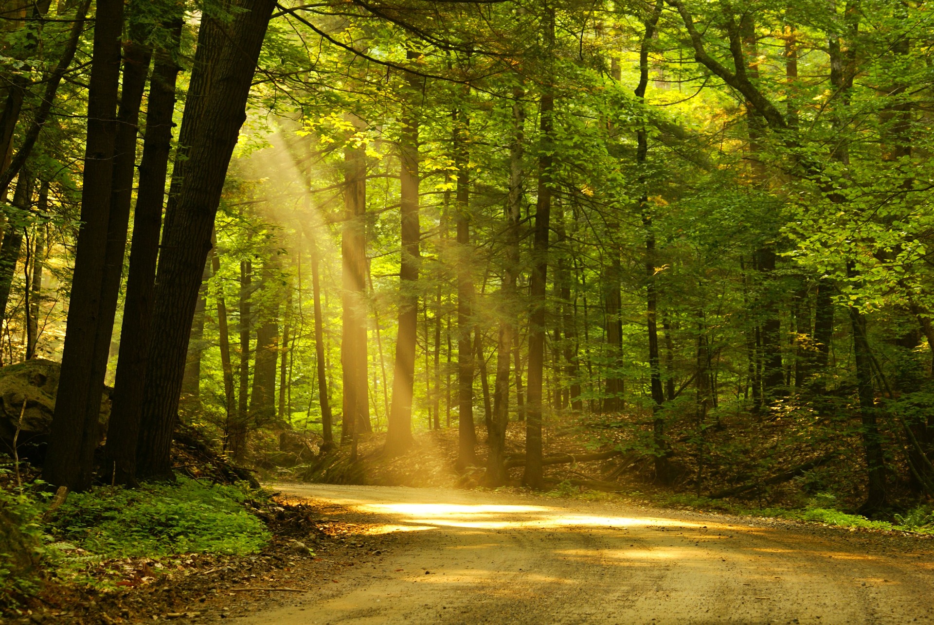 Morning light
